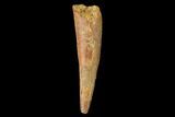 Fossil Pterosaur (Siroccopteryx) Tooth - Morocco #159111-1